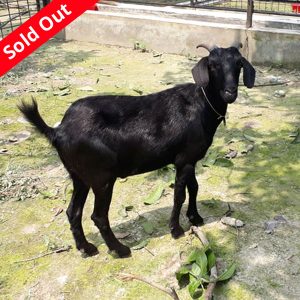 দেশি ছাগল-23kg Live Weight