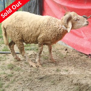 গাড়ল/ভেড়া-20kg Live Weight