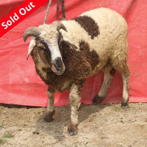 গাড়ল/ভেড়া-25kg Live Weight