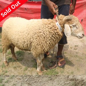 গাড়ল/ভেড়া-30kg Live Weight