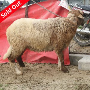 গাড়ল/ভেড়া-29kg Live Weight