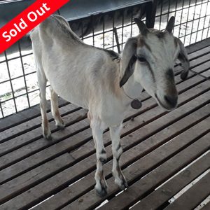 দেশি ছাগল-17kg Live Weight