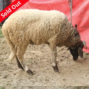 গাড়ল/ভেড়া-25kg Live Weight