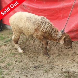 গাড়ল/ভেড়া-23kg Live Weight