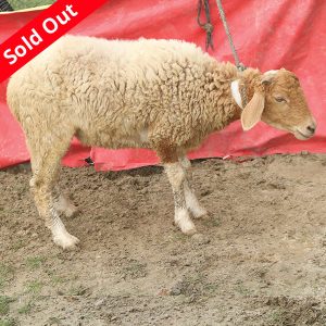 গাড়ল/ভেড়া-22kg Live Weight