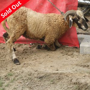 গাড়ল/ভেড়া-23kg Live Weight