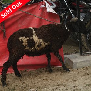 গাড়ল/ভেড়া-21kg Live Weight