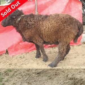 গাড়ল/ভেড়া-33kg Live Weight