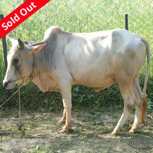 দেশি গরু-161kg Live Weight