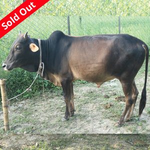 দেশি গরু-153kg Live Weight