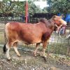 দেশি গরু-346kg Live Weight