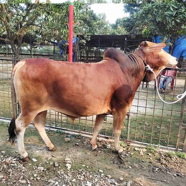 দেশি গরু-346kg Live Weight