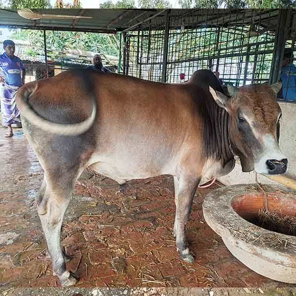 দেশি গরু-185kg Live Weight