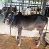 দেশি গরু-161kg Live Weight