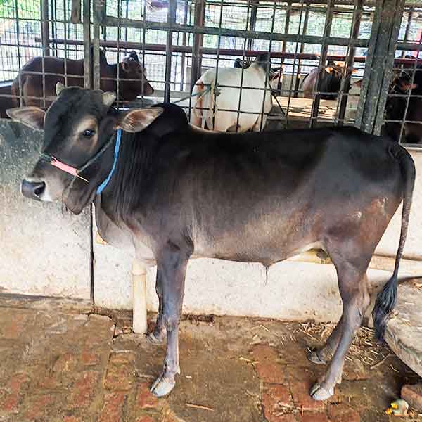 দেশি গরু-161kg Live Weight