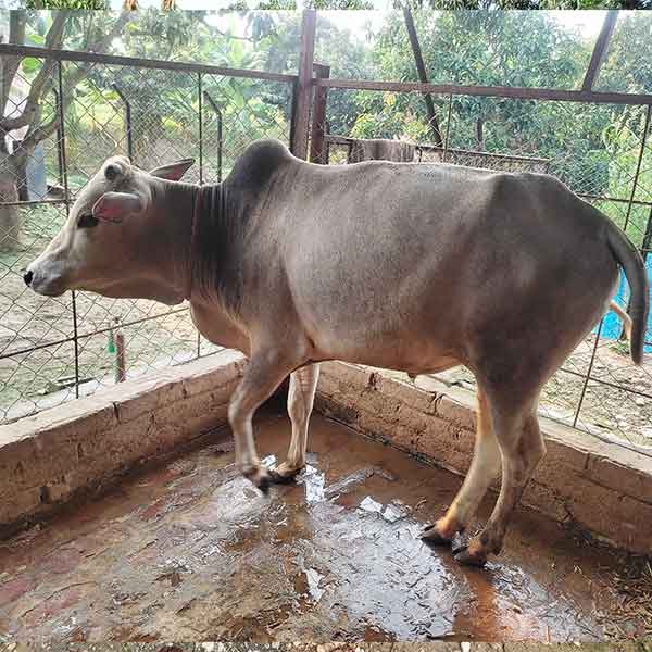 দেশি গরু-165kg Live Weight
