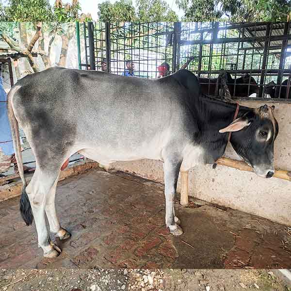 দেশি গরু-169kg Live Weight