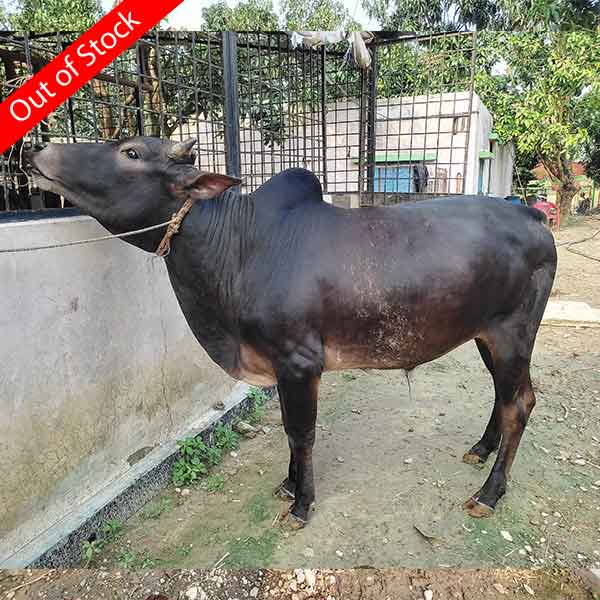 দেশি গরু-185kg Live Weight