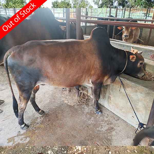 দেশি গরু-214kg Live Weight