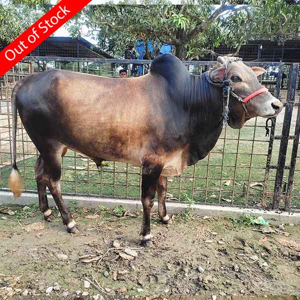 দেশি গরু-182kg Live Weight