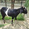 দেশি ছাগল-42kg Live Weight