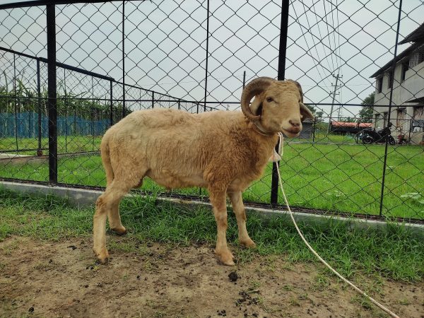 গাড়ল/ভেড়া-32kg Live Weight