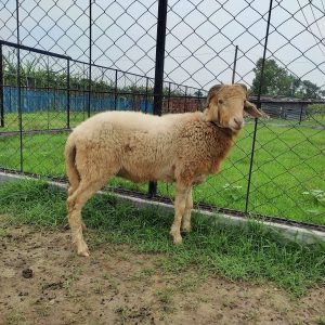 গাড়ল/ভেড়া-26kg Live Weight