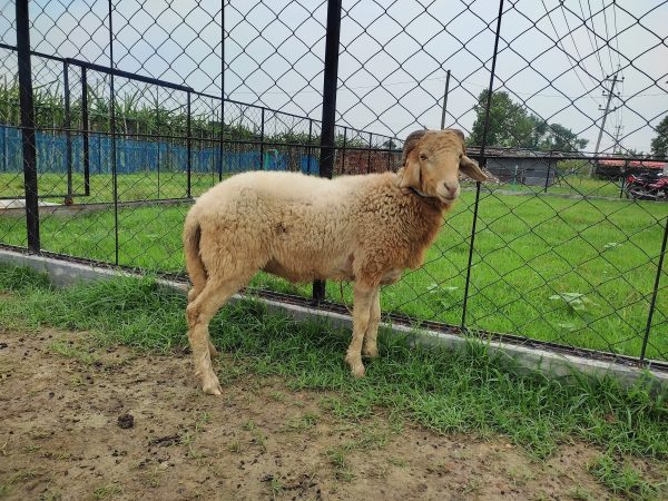 গাড়ল/ভেড়া-26kg Live Weight