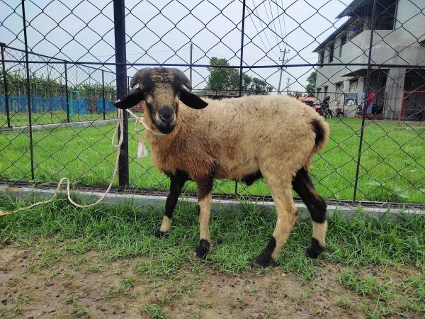 গাড়ল/ভেড়া-22kg Live Weight