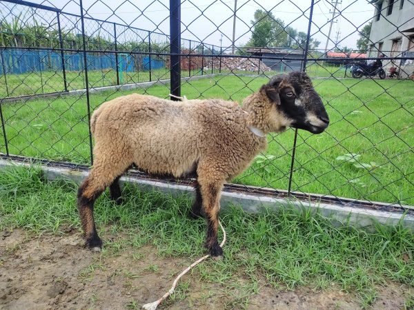 গাড়ল/ভেড়া-20kg Live Weight