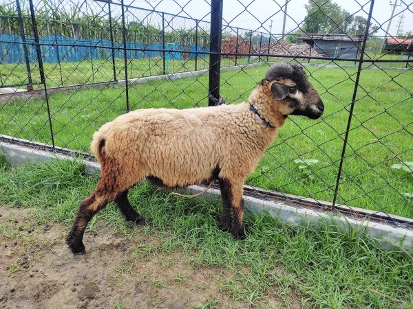 গাড়ল/ভেড়া-20kg Live Weight