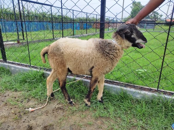 গাড়ল/ভেড়া-18kg Live Weight