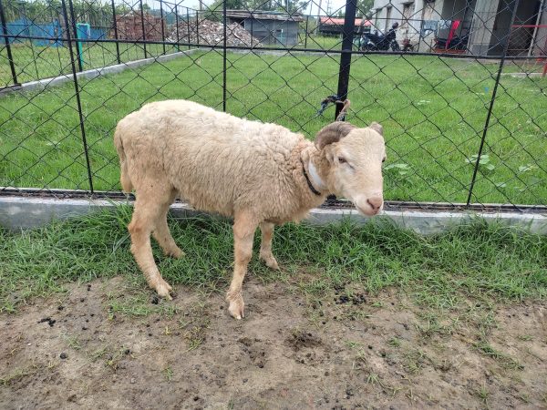 গাড়ল/ভেড়া-20kg Live Weight