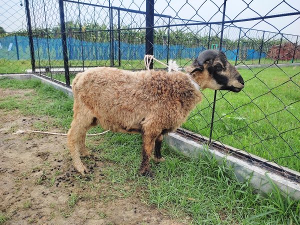 গাড়ল/ভেড়া-18kg Live Weight