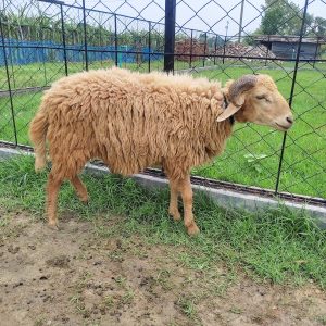 গাড়ল/ভেড়া-24kg Live Weight
