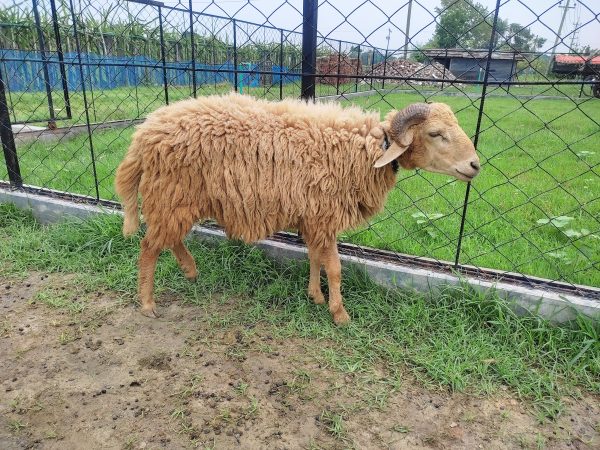 গাড়ল/ভেড়া-24kg Live Weight