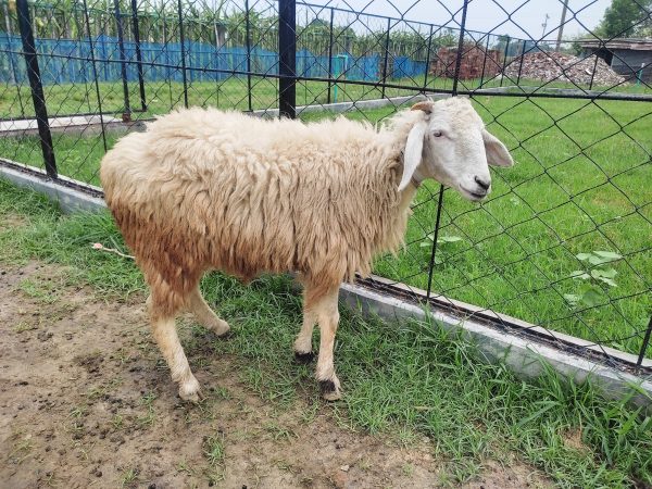 গাড়ল/ভেড়া-23kg Live Weight