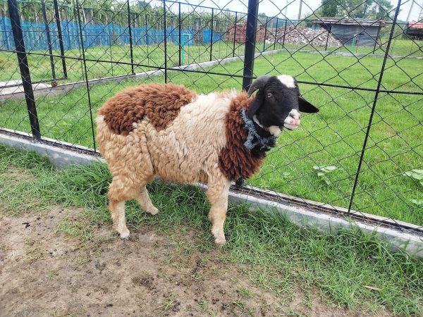 গাড়ল/ভেড়া-24kg Live Weight