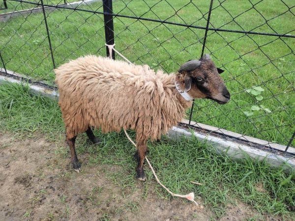 গাড়ল/ভেড়া-16kg Live Weight