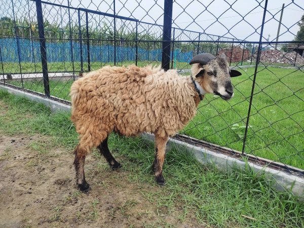 গাড়ল/ভেড়া-16kg Live Weight