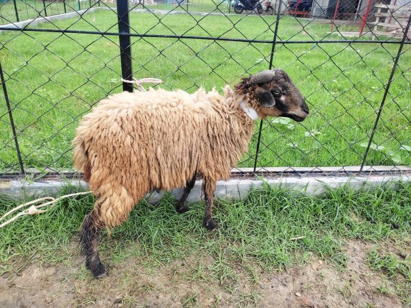 গাড়ল/ভেড়া-16kg Live Weight