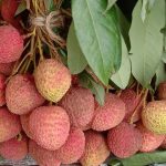 Lychee_fruits_at_a_market_in_West_Bengal,_India